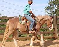 beginner-draft-horse
