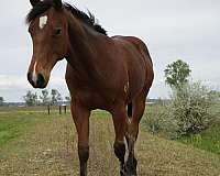 calf-roping-quarter-horse