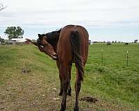 barrel-racing-quarter-horse