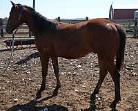 all-around-quarter-horse