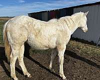barrel-quarter-horse