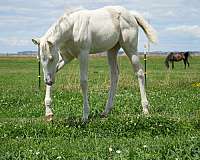 barrel-racing-quarter-horse