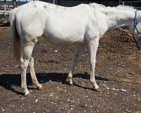 athletic-quarter-horse