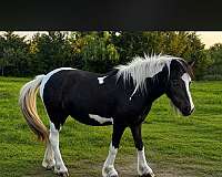flashy-gypsy-vanner-miniature-horse