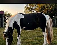 black-tobiano-ghra-filly