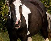 black-tobiano-gypsy-vanner-miniature-filly