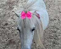 miniature-mare