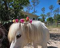 miniature-horse-for-sale