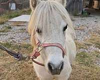 miniature-horse