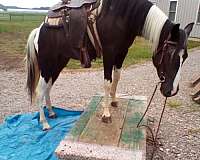 all-around-missouri-fox-trotter-horse