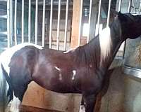 black-tobiano-horse