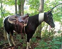 tobiano-horse