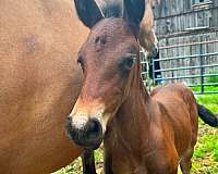 halter-harness-andalusian-horse