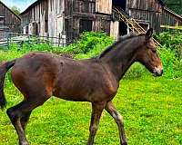 warlander-horse-for-sale