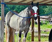 blue-roan-gvhs-filly-mare