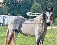 blue-roan-gypsy-vanner-filly-mare