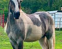 roan-gypsy-vanner-filly-mare