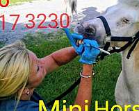 breeding-miniature-paint-horse