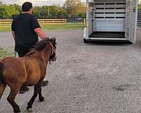 trained-miniature-paint-horse