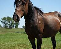 bay-athletic-breeding-horse