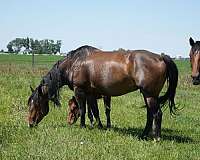 athletic-breeding-quarter-horse
