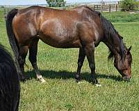 bay-quarter-horse-broodmare