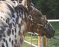bay-appaloosa-colt-gelding