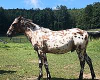 bay-aphc-icaa-horse