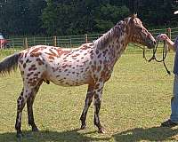 bay-aphc-icaa-colt-gelding