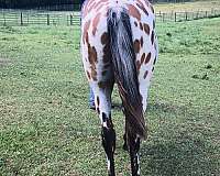 aphc-icaa-colt-gelding
