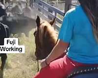 reined-cow-andalusian-horse