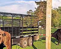 face-strip-horse
