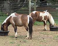 miniature-gelding