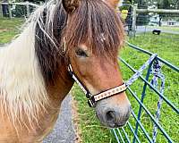miniature-horse-for-sale