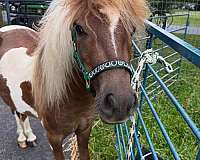 miniature-horse