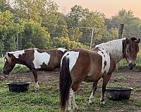gelding