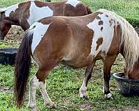 trained-miniature-horse