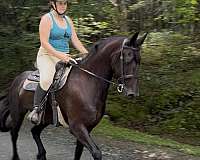 great-hooves-friesian-horse