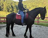 friesian-sporthorse-dressage-baroque-horse
