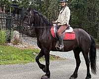 friesian-sporthorse-dressage-baroque-mare
