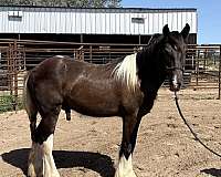piebald-gypsy-vanner-colt