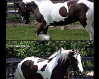 boerne-gypsy-vanner-horse