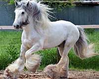 haul-gypsy-vanner-horse