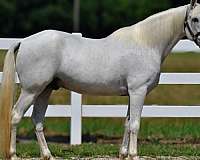 pleasure-horses-for-sale-tennessee-walking