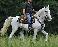 pleasure-horses-for-sale