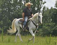 pleasure-horses-for-sale-gelding