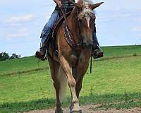 chestnut-white-stripe-mane-tail-horse