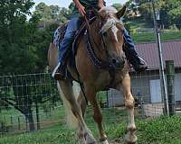 white-stripe-mane-tail