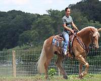 white-stripe-mane-tail-horse