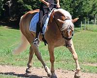 companion-haflinger-horse